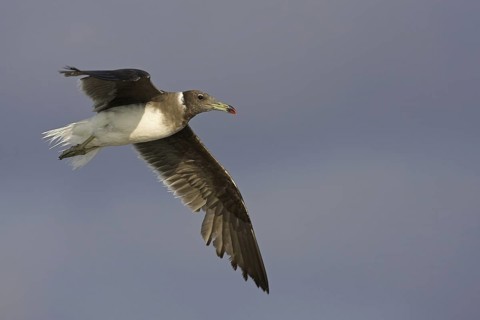 Sooty Gull (Ichthyaetus hemprichii) flying, Oman