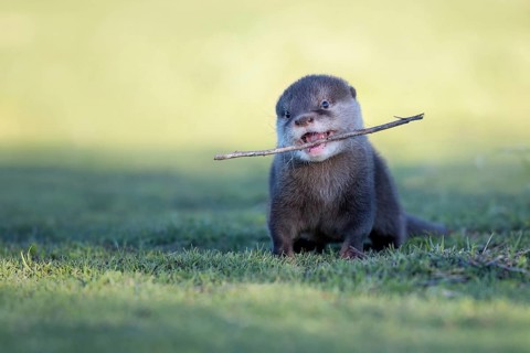 Eurasian Otter (Lutra lutra) young playing with stick, Castile-La Mancha, Spain