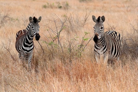 Burchell's zebra (Equus quagga burchelli), Burchell's zebra, adult, two animals, foraging, Kruger