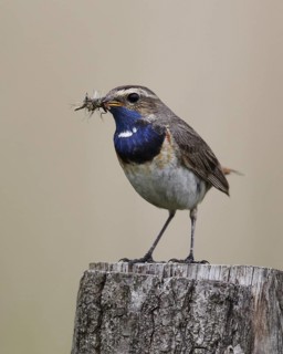 Bluethroat (Luscinia svecica cyanecula) male, Schleswig-Holstein, Germany