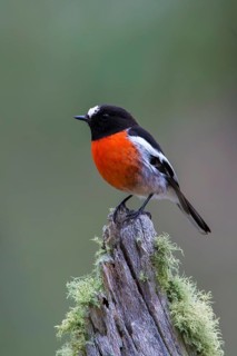 Scarlet Robin (Petroica boodang) male perched on a mossy stump, Victoria, Australia