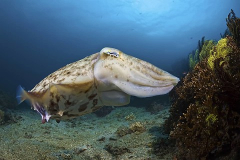 Breitarm-Sepia, Sepia latimanus Broadclub Cuttlefish, Sepia latimanus