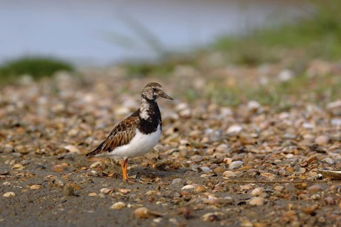Auf der Muschelbank... Steinwälzer *Arenaria interpres*