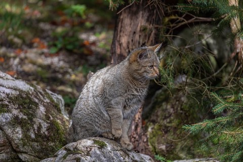 One European wildcat, Felis silvestris silvestris, sitting on a grey rock in a forest