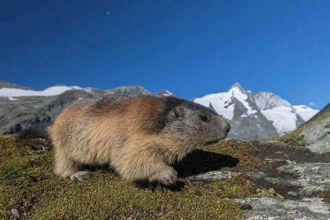 One Alpine Marmot, Marmota marmota, portrait in early morning light. Green grass in front and