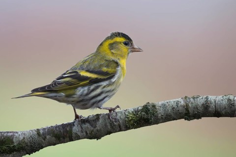 Eurasian Siskin (Spinus spinus) male, Lower Saxony, Germany