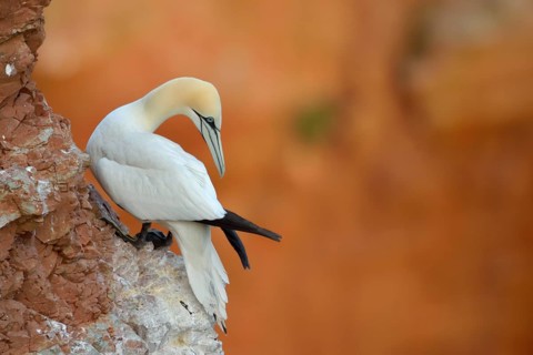 Northern Gannet (Morus bassanus), Schleswig-Holstein, Germany