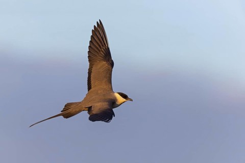 Long-tailed Skua, (Stercorarius longicaudus), animals, birds, gull, family of skuas, lateral flight