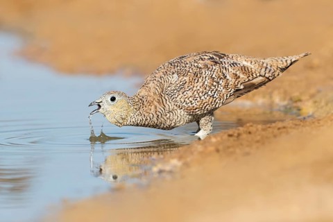 Crowned Sandgrouse (Pterocles coronatus) female drinking, Negev, Israel