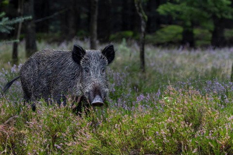 Familiar, a wild boar (Sus scrofa) passes through flowering broom heather, mast year, acorn mast,