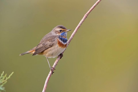 Bluethroat, (Luscinia svecica), (Luscinia svecicus), animals, birds, male, songbird, songbirds,