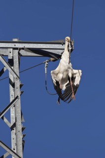 White Stork (Ciconia ciconia) killed by power pole, Merzouga, Morocco
