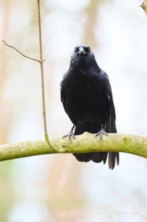 Carrion crow (Corvus corone) sitting on a branch, Bavaria, Germany