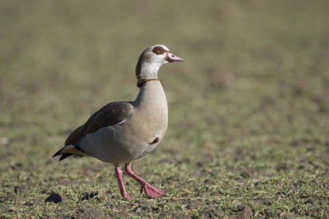 Egyptian goose (Alopochen aegyptiaca), adult bird, Wesel, Lower Rhine, North Rhine-Westphalia,