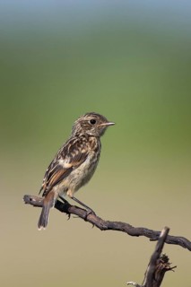 European Stonechat (Saxicola rubicola), Lake Neusiedl, Austria