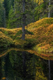 View of an autumnal virgin forest with small ponds, dead trees and heather. Hohe Tauern NP, Kolm