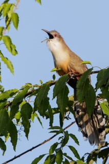Great Lizard Cuckoo (Coccyzus merlini) perched on a branch in Cuba
