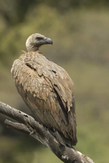 White-backed Vulture (Gyps africanus)