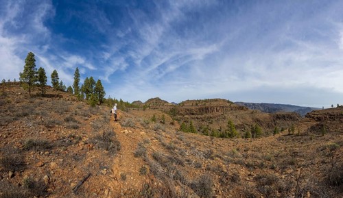 Hikers in the pine forest of the Palmitos Mountains, Gran Canaria, Canary Islands, Spain