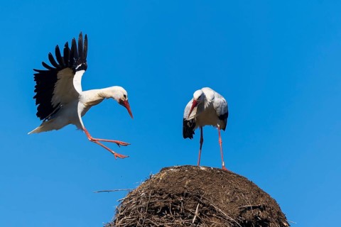 A stork jumps with spread wings over a nest, white stork (Ciconia ciconia), wildlife, Germany