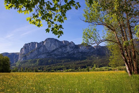 Maple tree and spring flower meadow with dragon wall, Mondseeland, Salzkammergut, Upper Austria,