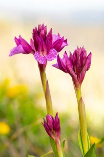 Striking purple Anacamptis papilionacea orchids bloom in a serene natural setting, showcasing
