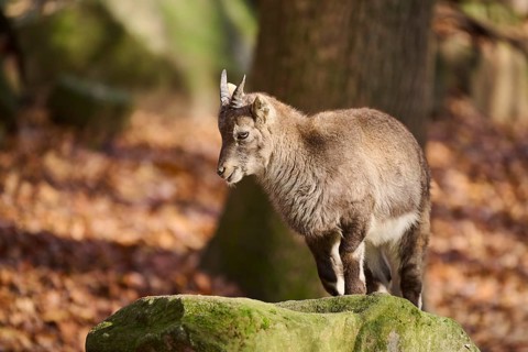 Alpine ibex (Capra ibex) youngster standing on a rock in autumn, Bavaria, Germany