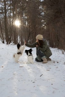 A joyful scene of a woman engaging with her two purebred Papillon dogs in a snowy forest, capturing