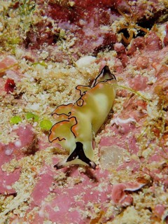 Colourful sea snail, sapsucker, velvet snail (Elysia), on pink background, artfully hidden in