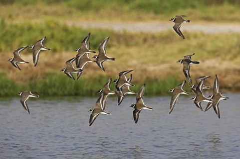 Common Ringed Plover (Charadrius hiaticula) flying, Oman