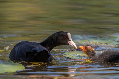 Eurasian burbot (Fulica atra) feeding its chicks. Bas Rhin, Alsace, France