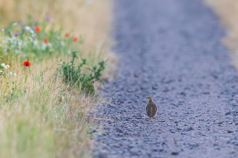 Grey partridge (Perdix perdix) lone young bird walking alone on a gravel path next to a flowering