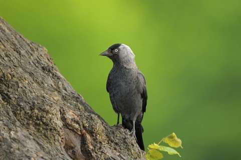 Dohle (Corvus monedula), Jackdaw, Altvogel an der Bruthoehle, Mai, Borken, Muensterland,