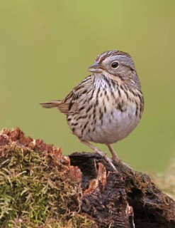 Lincoln's Sparrow (Melospiza lincolnii), Saskatchewan, Canada