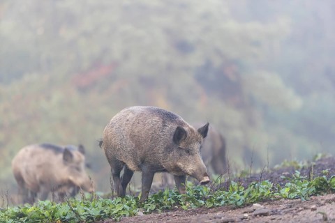 Three wild boar or wild pig (Sus scrofa), standing on a meadow with little vegetation and a green