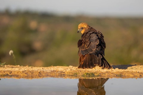 A majestic Golden Eagle rests near a tranquil water source, its reflection mirroring its exquisite