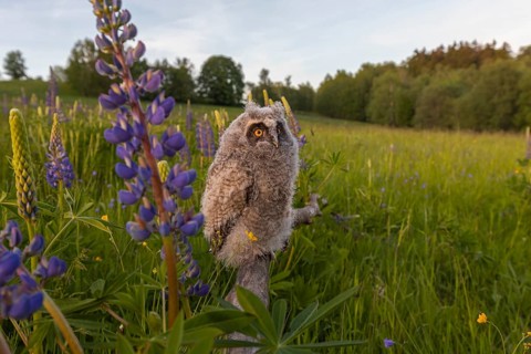 One young long-eared owl (Asio otus), sitting on a branch that is lying in a field of flowering