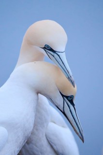 Northern gannet (Morus bassanus) couple greeting each other, portrait, wildlife, Helgoland, Germany