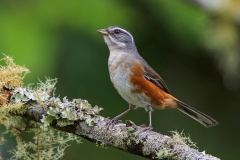 Gray-throated Warbling Finch (Poospiza cabanisi) perched on a branch in the Atlantic rainforest of