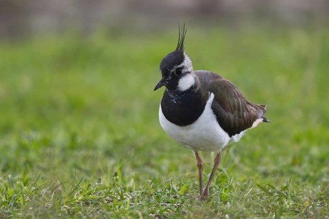 Northern Lapwing (Vanellus vanellus) female, North Rhine-Westphalia, Germany