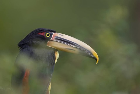 Pale-mandibled Aracari (Pteroglossus erythropygius), Pichincha, Ecuador