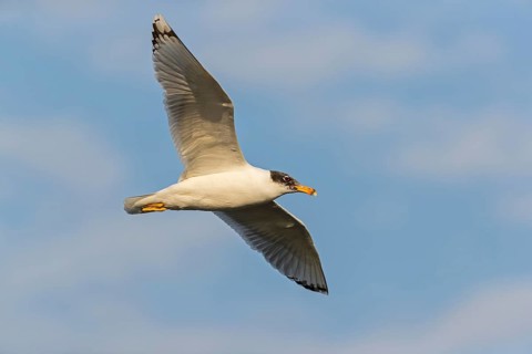 Fischmöwe, Ichthyaetus ichthyaetus, Larus ichthyaetus, Great Black-headed Gull, Pallas' Gull,