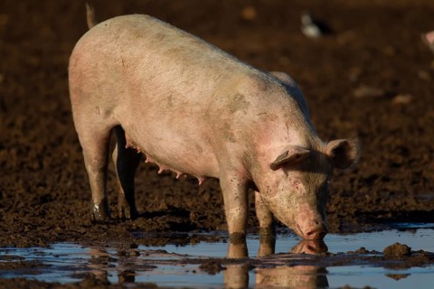Domestic pig (Sus scrofa domesticus) adult farm animal drinking from a puddle in a muddy field,