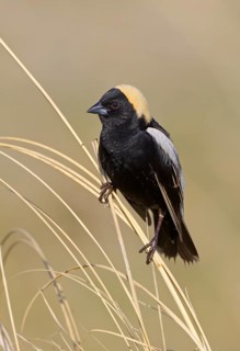 Canada, Manitoba, June, breeding male