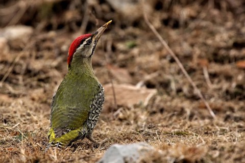 Scaly-bellied Woodpecker (Picus squamatus) male, Uttarakhand, India