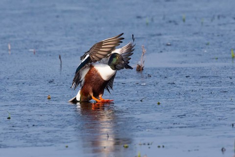 Northern Shoveler (Anas clypeata), male duck or drake about to land on frozen lake, island of