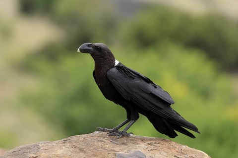 Shield raven (Corvus albus), adult, on rocks, alert, Mountain Zebra National Park, South Africa