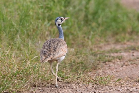 White-bellied Bustard (Eupodotis senegalensis) female, Serengeti, Tanzania