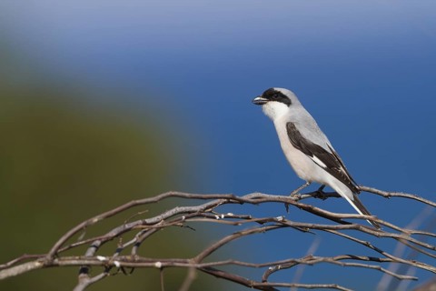 Lesser Grey Shrike - Schwarzstirnwürger - Lanius minor ssp. minor, Cyprus, adult male