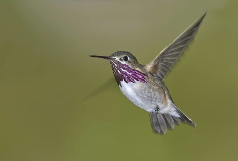 Calliope Hummingbird (Selasphorus calliope), Canada